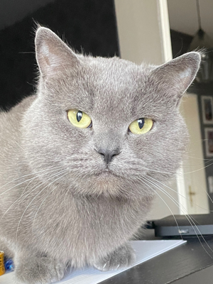 Exklusiver BKH Deckkater Simon   Ihre Katze verdient nur das Beste! Bild 2