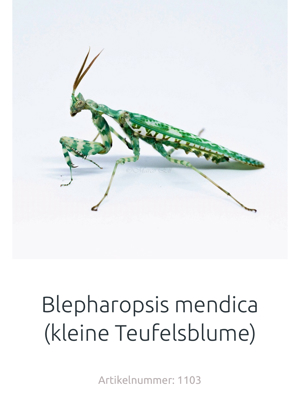 Mantiden in Erfurt abzugeben (Home-of-Insects) 