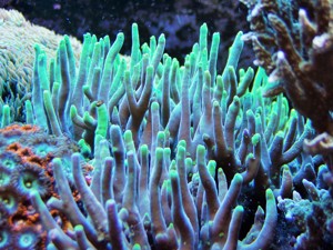 Korallenableger- Acropora lokani     suharsoni 