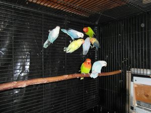 Opalin Pfirsichköpfchen und Diluten in sehr schöne Farben abzugeben Bild 4