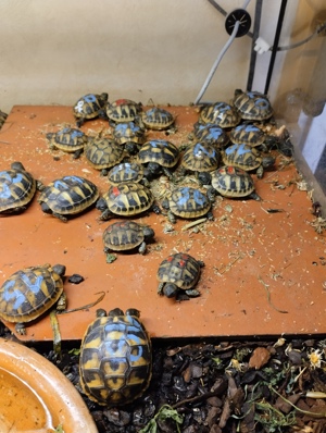Stadtlohner Schildkröten Babys von 2023 Bild 2