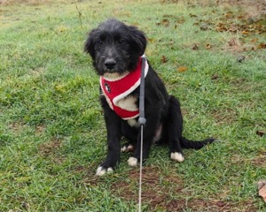 Labrador  Schnauzermix Ruby sehr sozial 