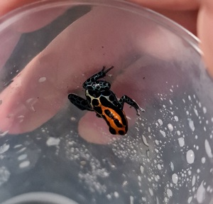 Ranitomeya amazonica "Arena Blanca" Bild 10