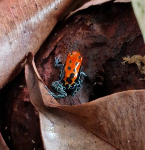 Ranitomeya amazonica "Arena Blanca" Bild 9