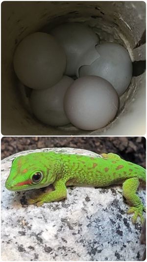Madagaskar Taggecko PARADOX (blue) Eier zu verkaufen Bild 1
