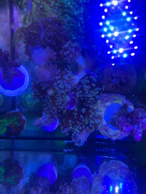 Euphyllia golden nugget