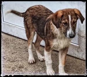 Nerino - der schöne schüchterne Rüde sucht Menschen mit Hundeerfahrung Bild 7