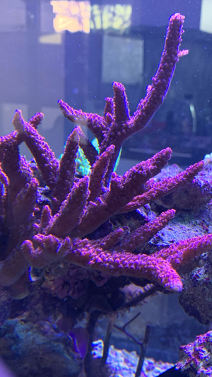 FMC Acropora Red Robin Staghorn, Korallen, Ableger, Meerwasser