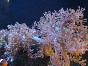 Keniabäumchen Koralle Ableger Meerwasser Bild 2