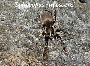 Ephebopus rufescens 