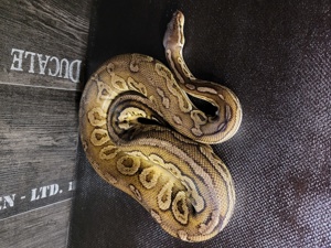 1.0 Königspython Ballpython Black Pewter (black pastel, pastel) adult Python Regius 