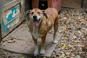 *SIR HENRY* - wer mag einem Hundeopi ein Zuhause geben. 