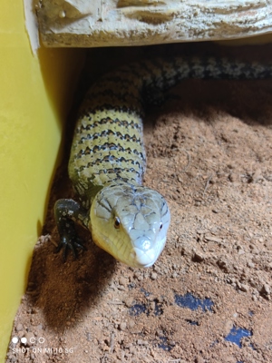 Blauzungenskink 