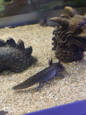 Axolotl 