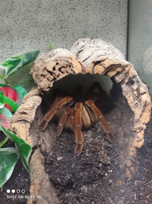 Theraphosa Blondi 