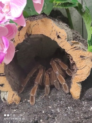 Theraphosa Stirmi 