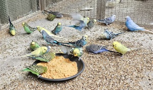 Nestjunge Wellensittiche, jeweils 25 bis 30 Euro, je nach Farbe