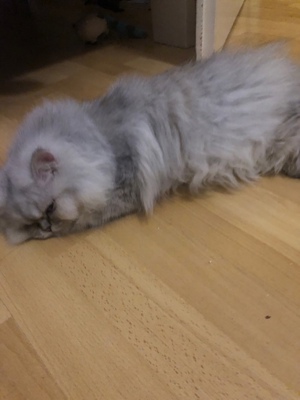 Perser Katzen  Bild 2