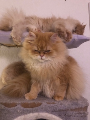 Perser Katzen 