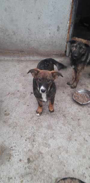 kleine Maus sucht großes Glück 