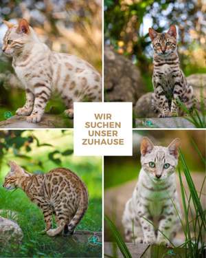 Bengalkatzen aus liebevoller Zucht