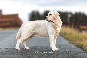 Labrador Deckrüde Fedo; kein Verkauf! Bild 3