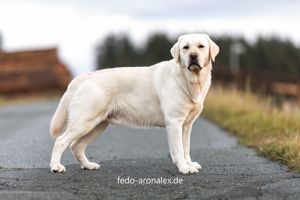Labrador Deckrüde Fedo; kein Verkauf! Bild 2