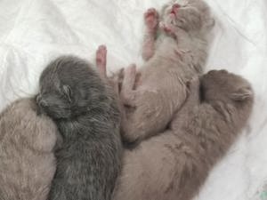 Bkh Deckkater Lilac mit Erfahrung  Bild 6