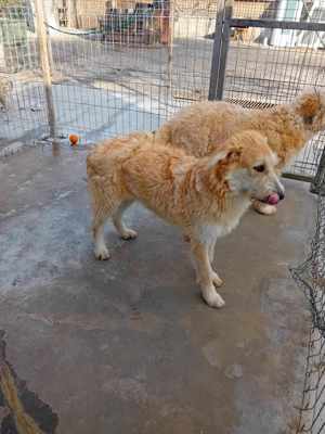 Karzan sucht DICH Bild 2