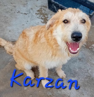 Karzan sucht DICH
