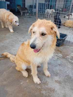 Karzan sucht DICH Bild 5