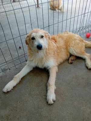 Karzan sucht DICH Bild 6