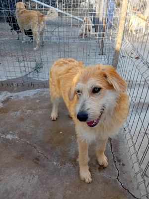 Karzan sucht DICH Bild 3