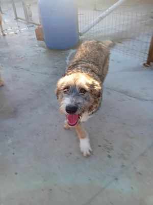 Chester sucht ein warmes Plätzchen für immer Bild 4