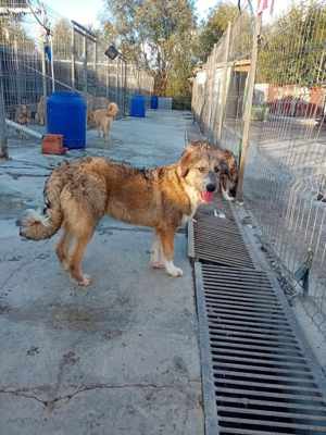 Chester sucht ein warmes Plätzchen für immer Bild 3