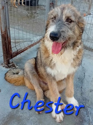 Chester sucht ein warmes Plätzchen für immer Bild 2