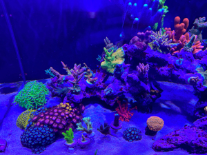 Korallen SPS LPS Bild 6