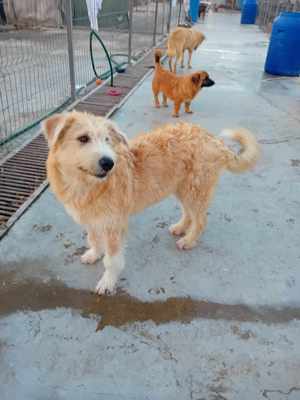 Bubz sucht Zuhause Bild 3