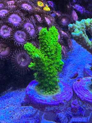 Korallen SPS LPS Bild 3