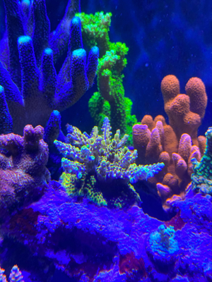 Korallen SPS LPS Bild 2