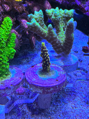 Korallen SPS LPS Bild 1