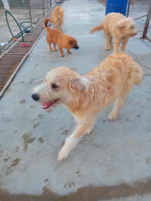 Bubz sucht Zuhause Bild 4