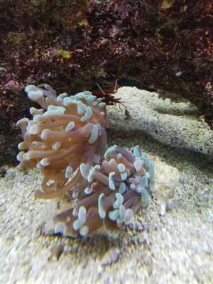 Korallen Anemonen Bild 2