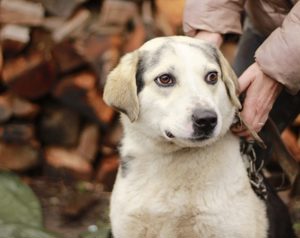 Zeigst du Silvan, dass das Leben auch schön sein kann? Bild 11