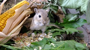 Mongolische Rennmaus (Meriones unguiculatus) aus Hobbyzucht 