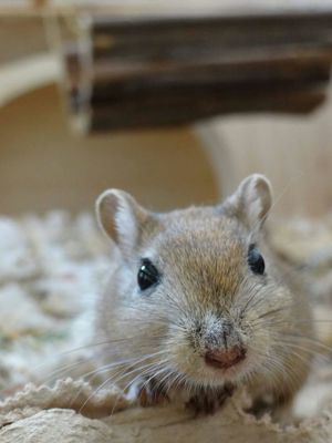 Mongolische Rennmaus (Meriones unguiculatus) aus Hobbyzucht 