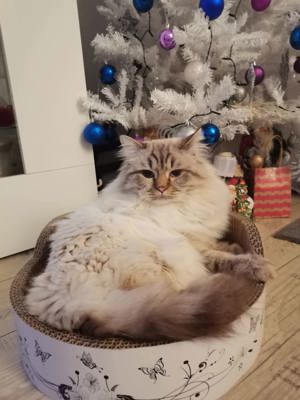 Deckkater Britisch Langhaar, mit schöne blauen Augen, geimpft mit großen Erfahrung und Geduld  Bild 9