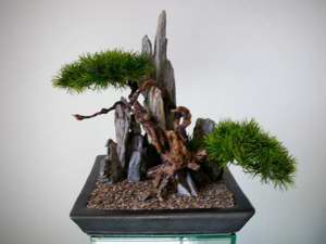 Ein Leben ohne Bonsai ist zwar möglich, aber sinnlos! Bild 7