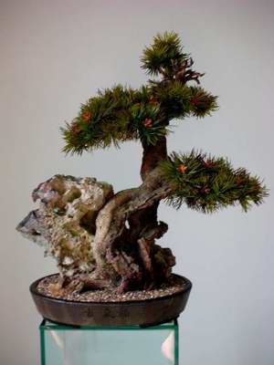 Ein Leben ohne Bonsai ist zwar möglich, aber sinnlos! Bild 8