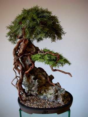 Ein Leben ohne Bonsai ist zwar möglich, aber sinnlos!